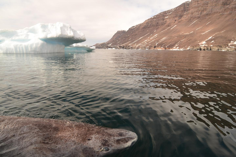 Un tiburón de Groenlandia en la isla Disko. Imagen: Julius Nielsen